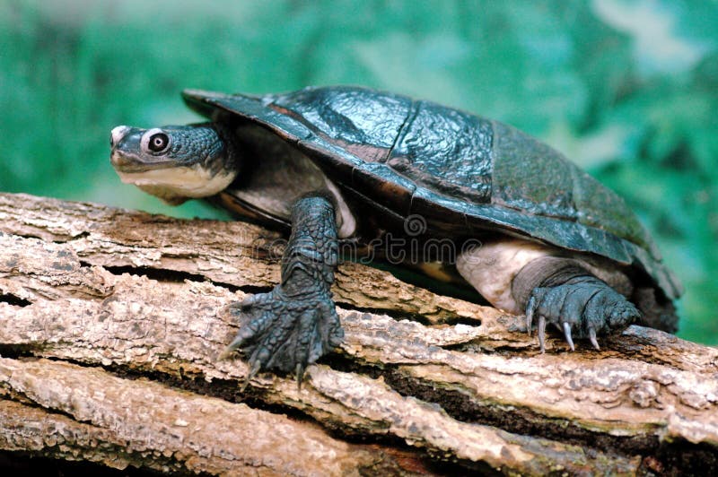 Snake-neck turtle resting (freshwater turtle). Resting snake stock images, royalty-free photos and pictures