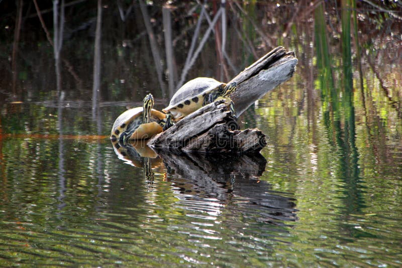 Turtles sunbathing on log Ding Darling Sanibel Florida. Log animal stock images, royalty-free photos and pictures