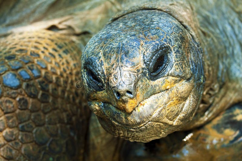 Turtle royalty free stock photography