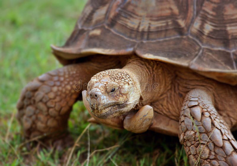 Squirrel Eating stock image. Image of mammal, yard, alert 1748909