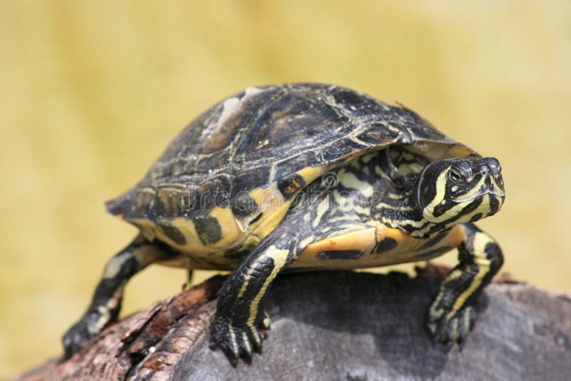 Turtle royalty free stock photos