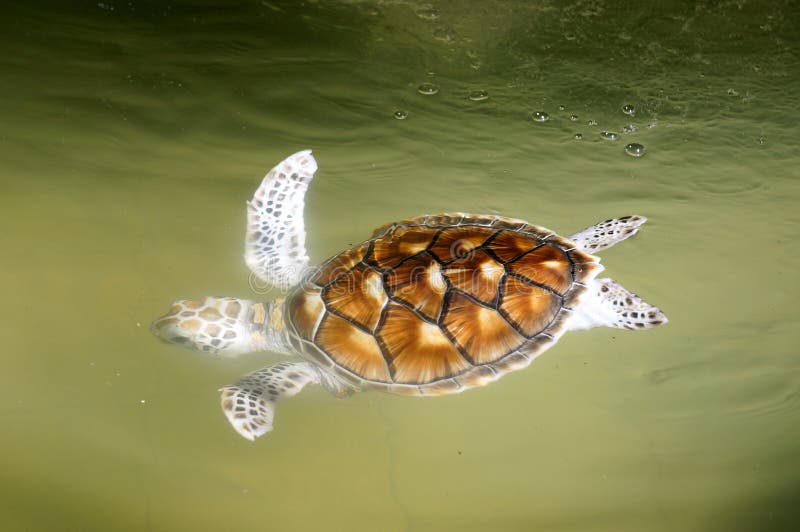 Turtle royalty free stock image Turtle royalty free stock image