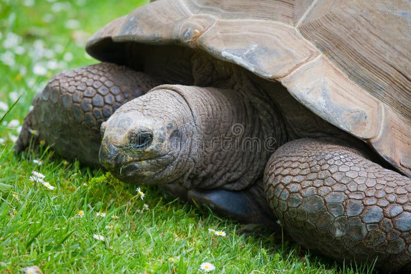 Turtle royalty free stock photography