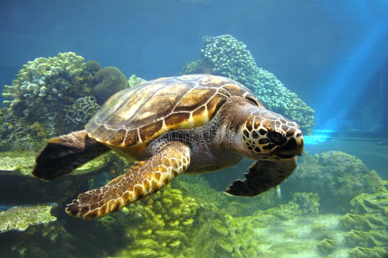 El mar tortuga nadar través de Acantilado.