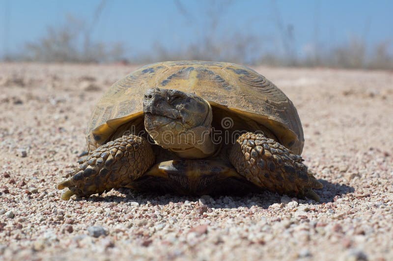 Turtle royalty free stock image