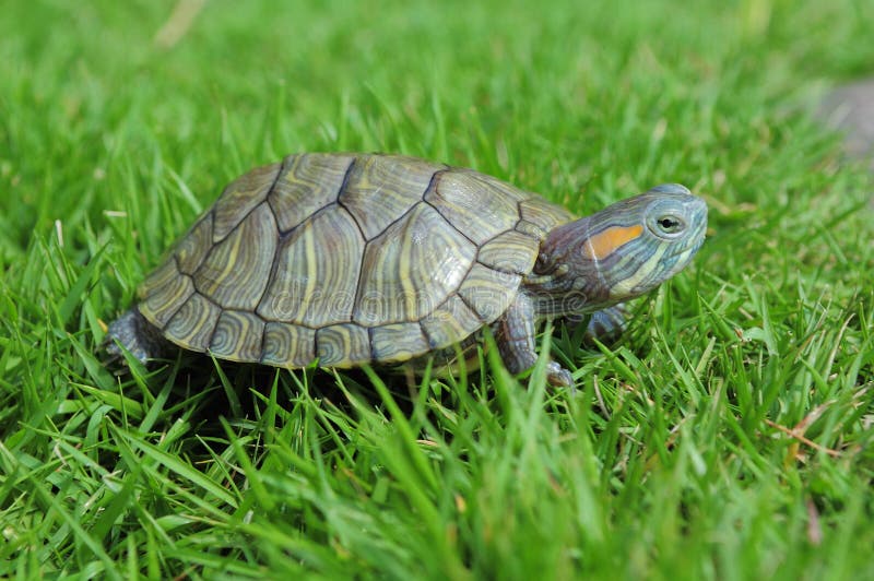 Turtle