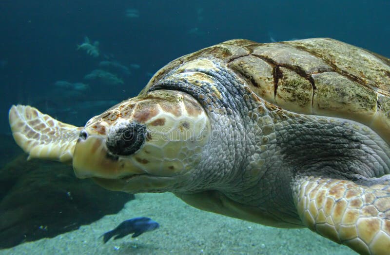 Turtle. Sea turtle swimming under water Turtle. Sea turtle swimming under water