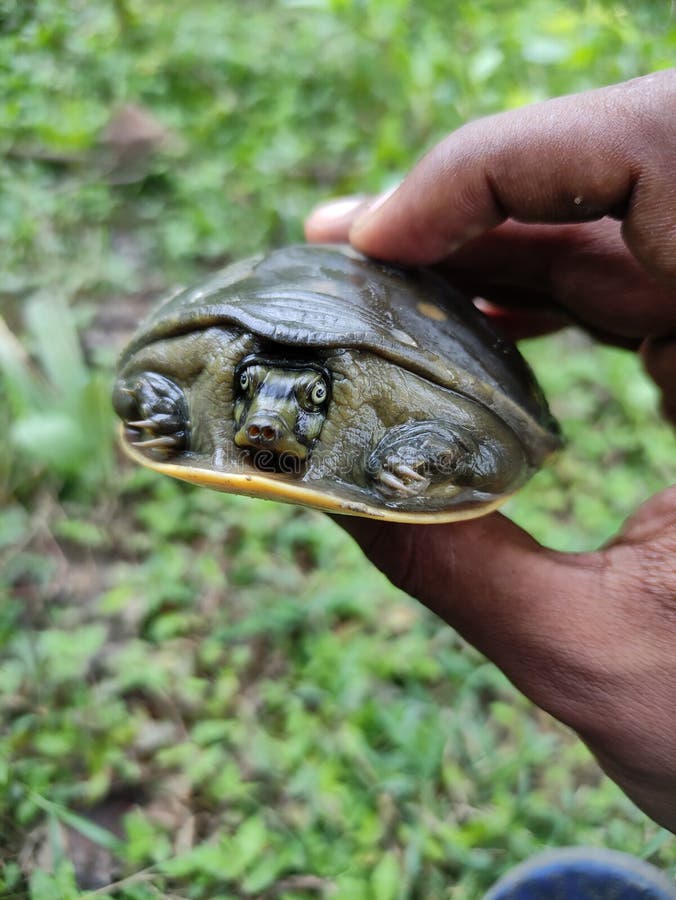 Baby Turtle ,turtle Image ,turtle of Child Stock Image Image of fish