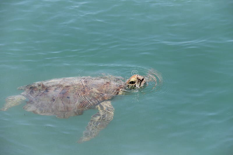 Turtle Breathing stock photo. Image of animal, ocean - 77504184