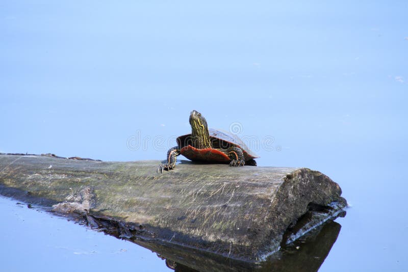 Turtle Climbing a Wall stock photo. Image of reptile 30019494