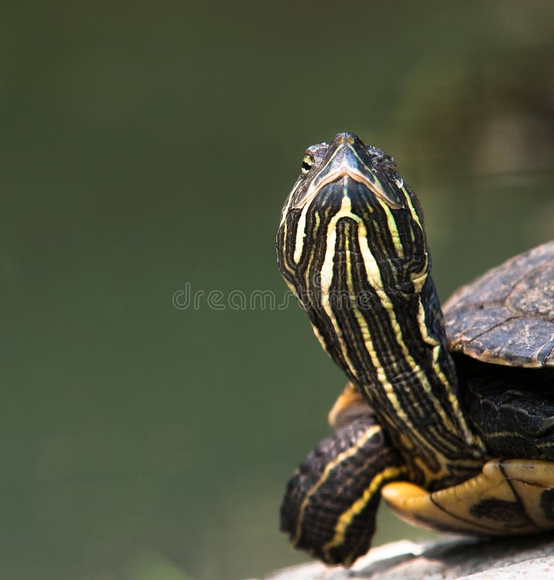 Turtle close-up stock images