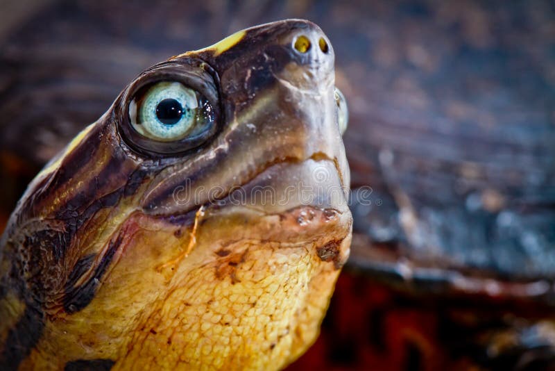 Turtle close up stock photography