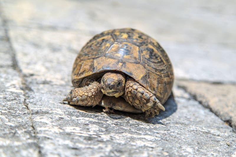 Turtle stock image. Image of herpetology, carapace, herbivore 55789905