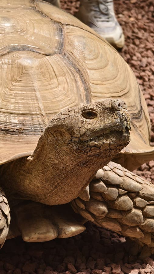 Turtle close-up details old big turtles royalty free stock image