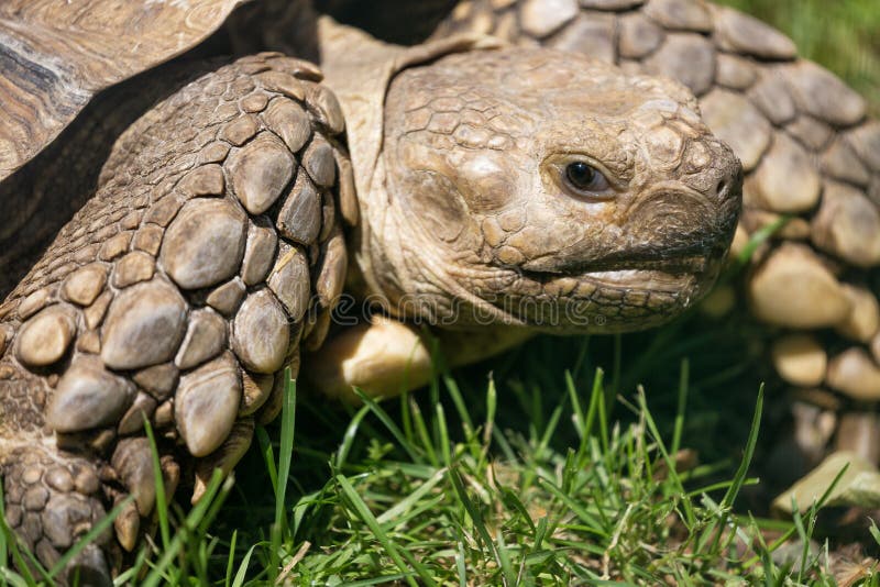 Turtle close up in the green grass stock images