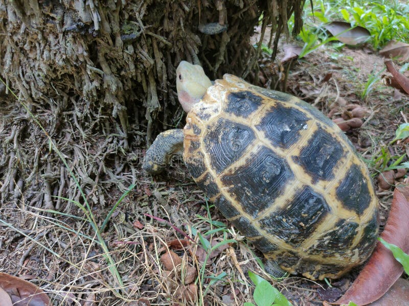 Turtle close up moving under the roots tree on the ground stock photo