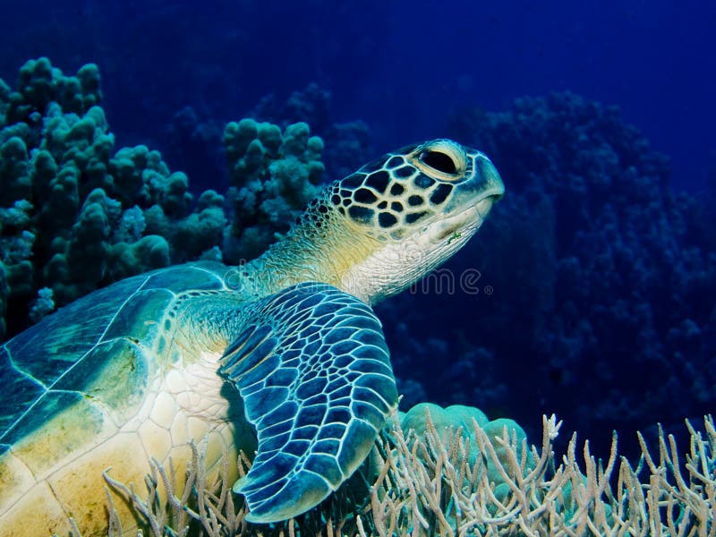 Turtle on coral reef