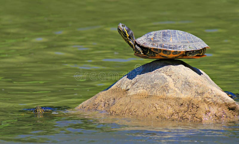 Turtle doing yoga finding the ultimate sense of balance on the rock