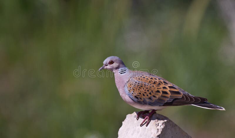 Turtle Dove