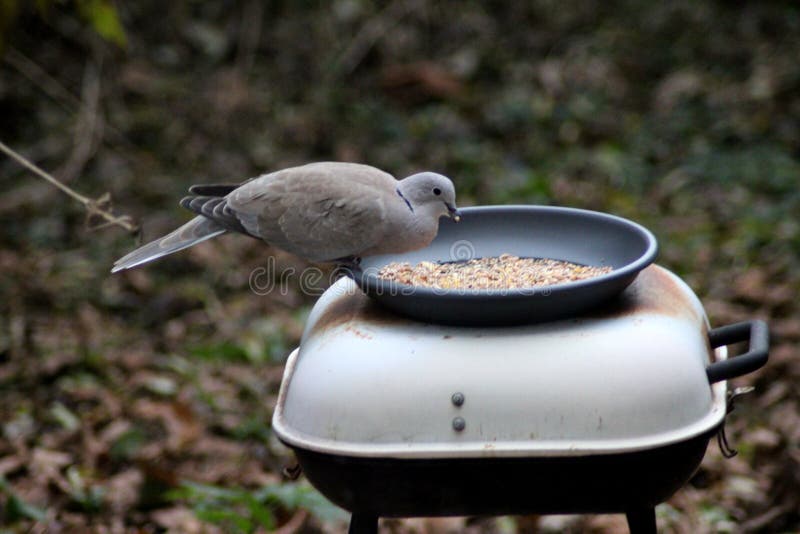Turtle dove in garden stock photo. Image of greater, netherland 82200962