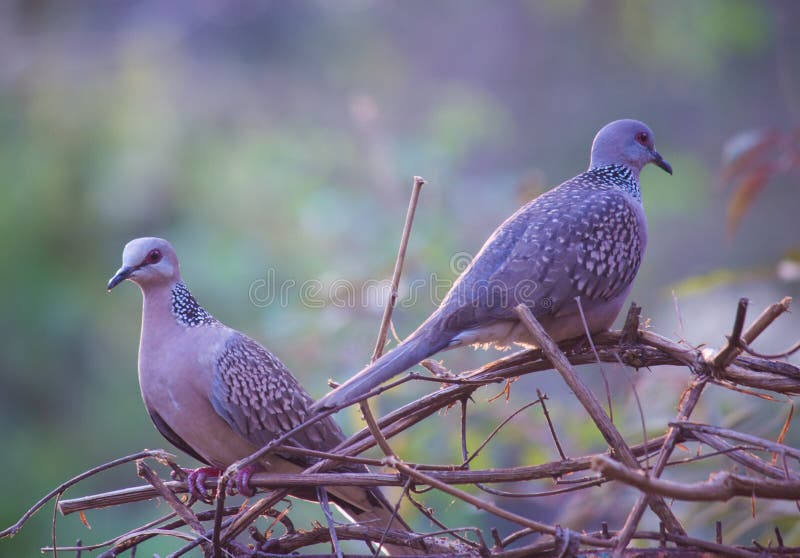 Turtle Doves on the bush and looking into the camera in natures green background