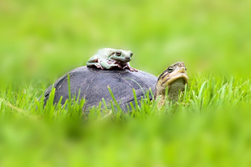 Turtle and dumpy frog on the grass