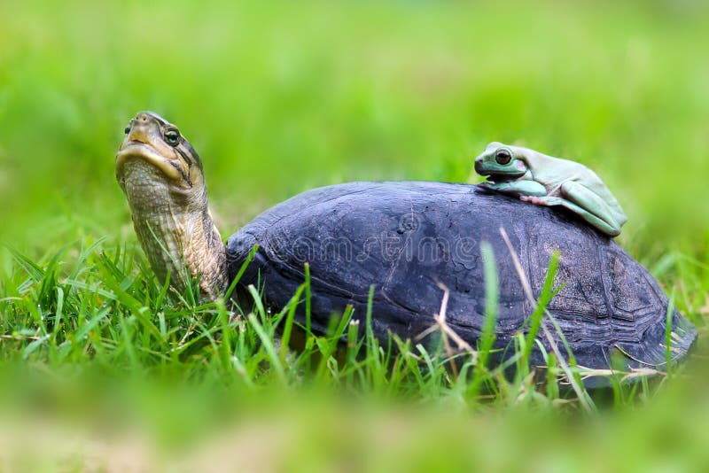 Turtle and dumpy frog on the grass