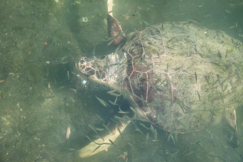 Turtle eating fish stock image. Image of tropical, aquatic 115686673
