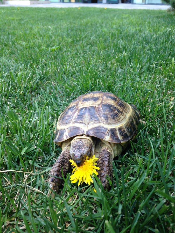 A turtle eating flower stock image. Image of life, looking 104122959