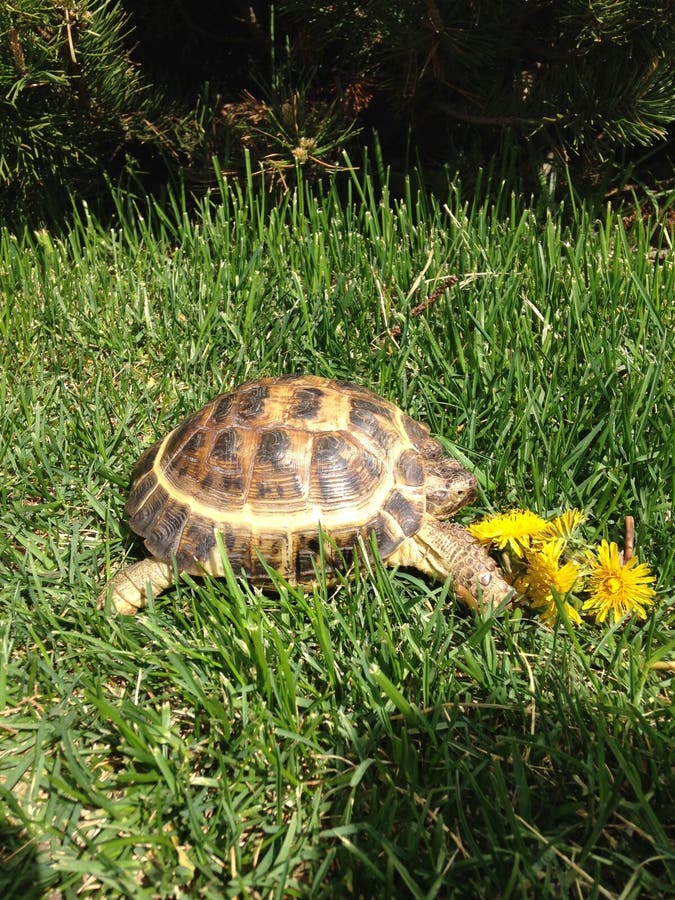 Turtle with a cactus stock image. Image of clay, cactus 9246019