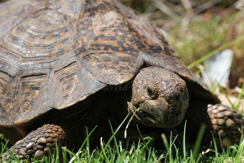 Turtle eating grass royalty free stock photography