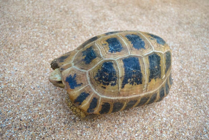 Turtle on the floor stock image. Image of organism, animal - 35539493
