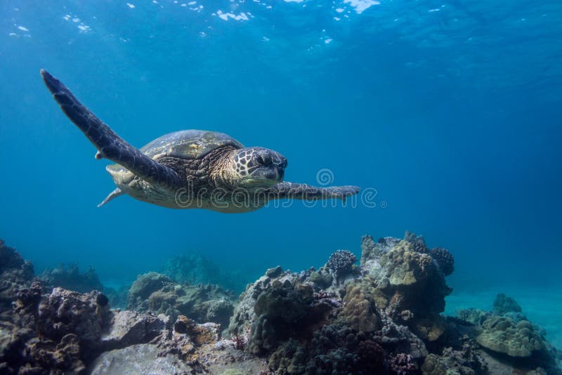 Turtle Gliding stock photo Turtle Gliding stock photo