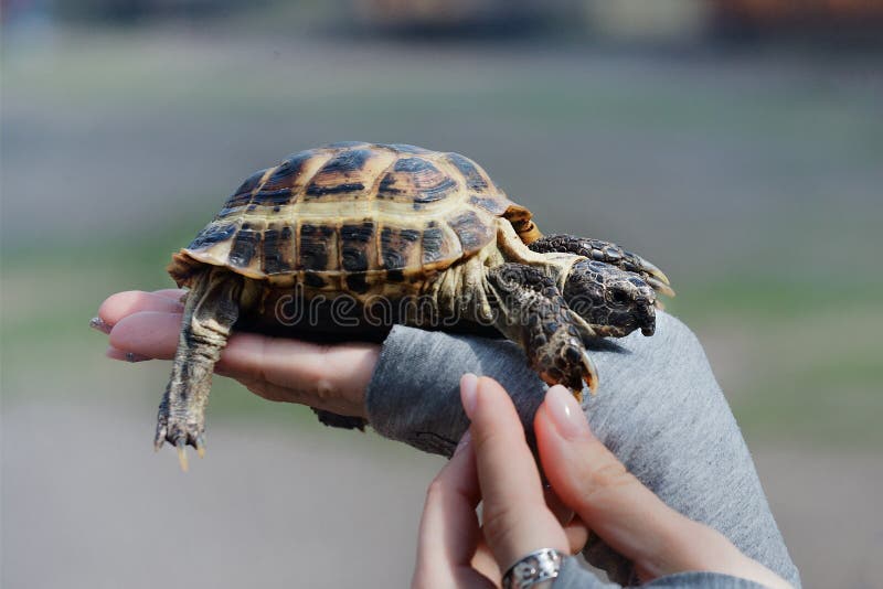 Turtle on hand close up. The concept of human friendship with the animal world. Helping needy animals royalty free stock photography Turtle on hand close up. The concept of human friendship with the animal world. Helping needy animals royalty free stock photography