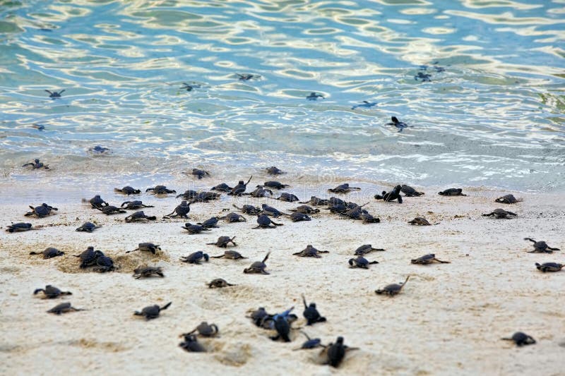 Turtle Hatchlings royalty free stock image