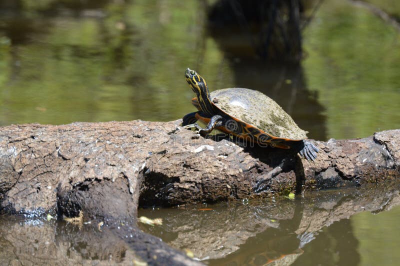 turtle shops near me