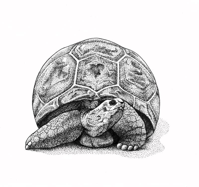 Turtle Illustration Stock Illustrations – 49,659 Turtle Illustration ...