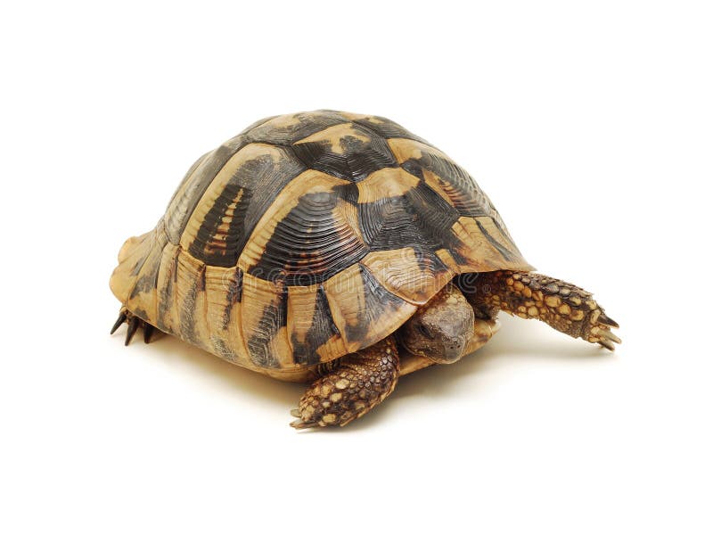 Turtle isolated royalty free stock image Turtle isolated royalty free stock image