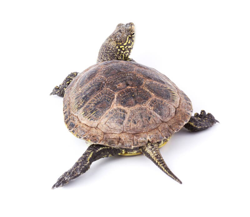 Turtle isolated