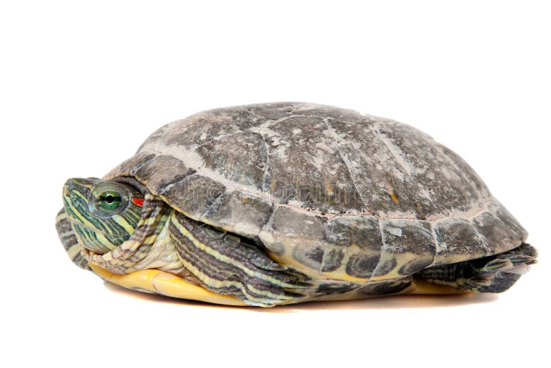 Herman tortoise stock photo. Image of mouthed, captive - 13564796