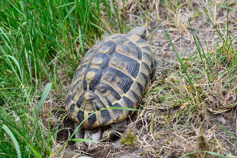 Turtle laying eggs