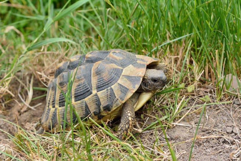 Turtle laying eggs