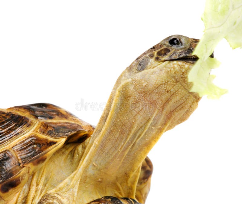 Turtle with lettuce stock photo. Image of lettuce, tortoise 18765564