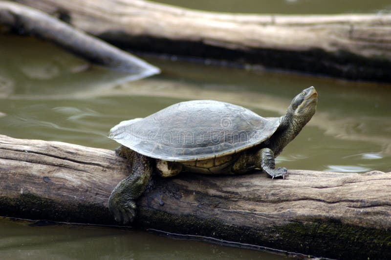 Turtle on log.