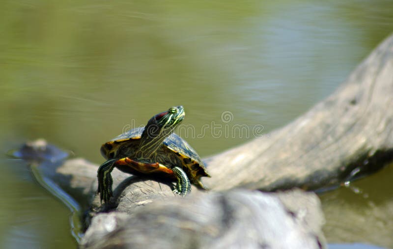Turtle on a Log