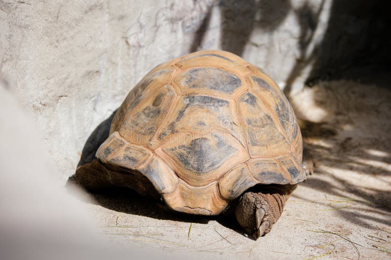 A Turtle Looking for Food at the Zoo in Los Angeles CA Stock Photo