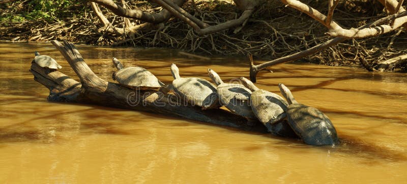 Turtle meet up in the Amazon river. stock images