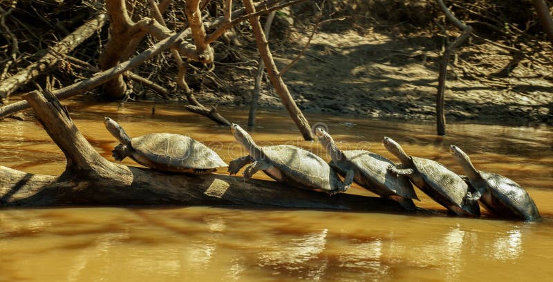 Turtle meet up in the Amazon river..