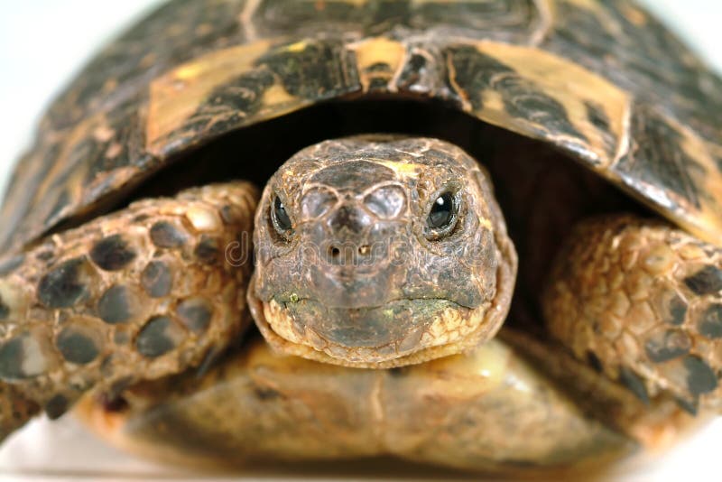 Close-up of a shell stock image. Image of texture, path - 5563403