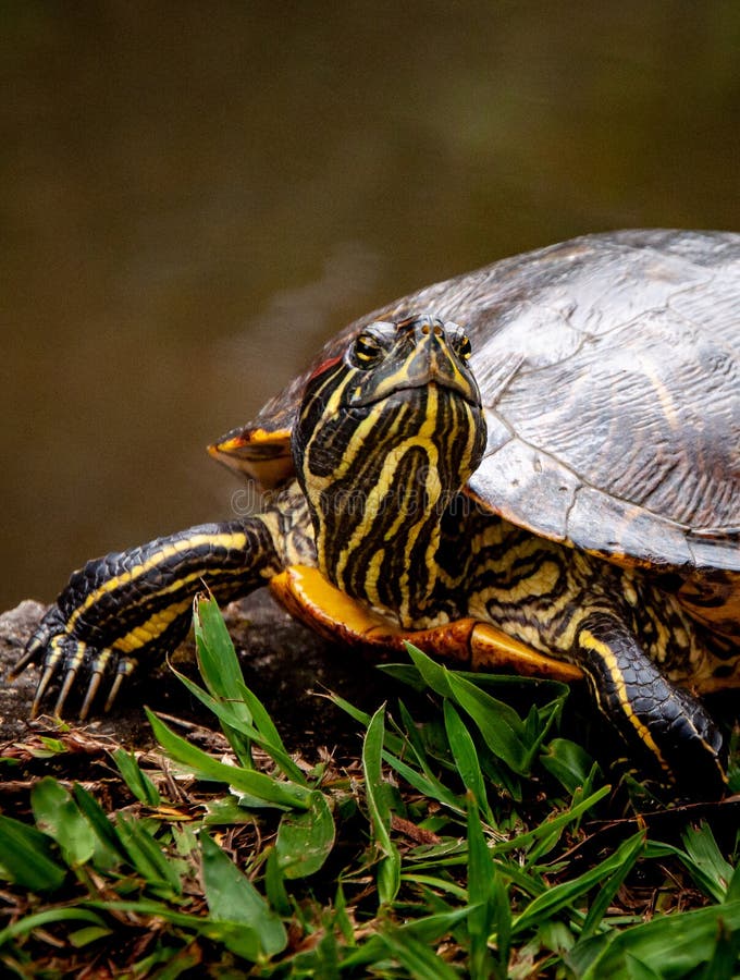 Turtle Skin stock image. Image of evolution, protected 17671943